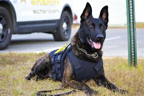 K 9 dogs. Things To Know About K 9 dogs. 